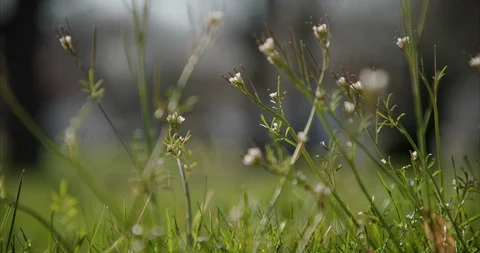 Weeds 02 Stock Footage 127341789