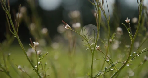 Weeds 03 Stock Footage 127340317