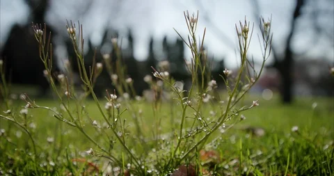 Weeds 04 Stock Footage 127342368