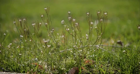 Weeds 05 Stock Footage 127343241