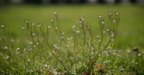 Weeds 06 Stock Footage 127343258