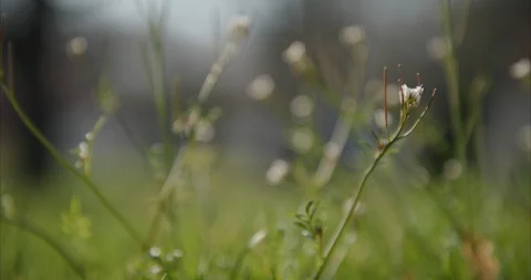 Weeds 07 Stock Footage 127342903