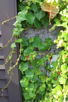 Weeds along the wall. Stock Photos