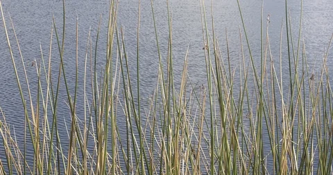 Weeds alongside pond Stock Footage 94570709