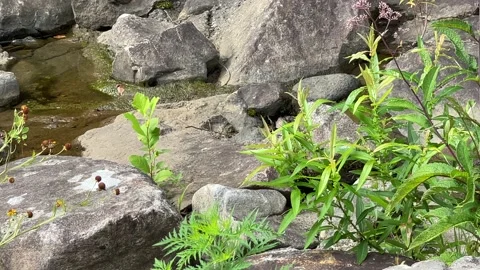 Weeds Among The Rocks Stock Footage 203897563
