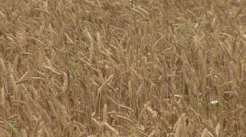 Weeds among the wheat Vídeo Stock 39659971
