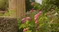 Weeds and flowers growing on ruins of abandoned building, decaying construction HD Footage
