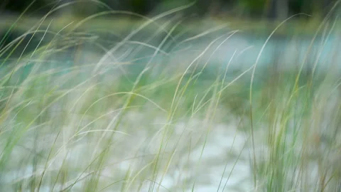 Weeds and grass blowing in the wind Stock Footage 147907175