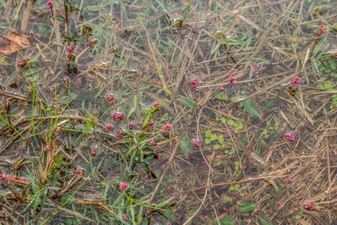 Weeds and grass in a puddle Stock Photos