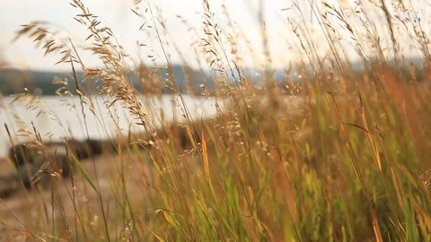 Weeds and Lake Stock Footage 114263003