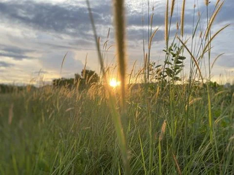 Weeds and sun Stock Photos