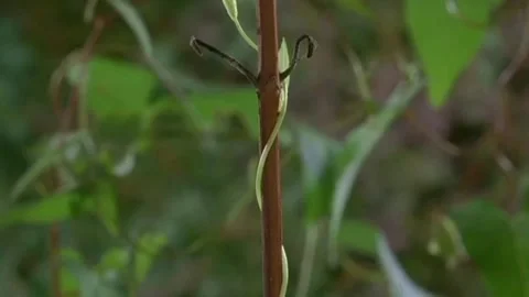 Weeds are dancing Stock Footage 205491975