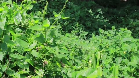 Weeds in the backyard Stock Footage 197642114