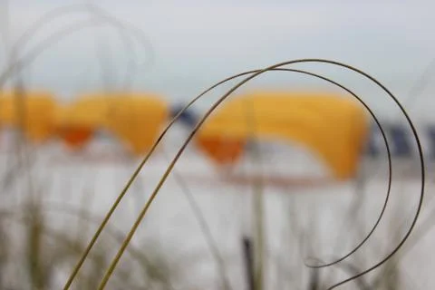 Weeds by the beach 库存照片