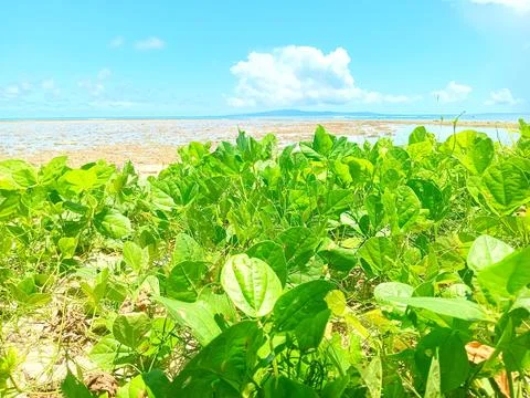 Weeds on the beach Stock Photos