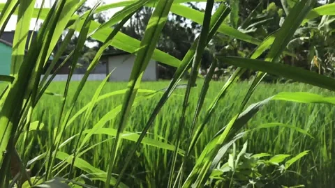 Weeds being swept Stock Footage 169235832