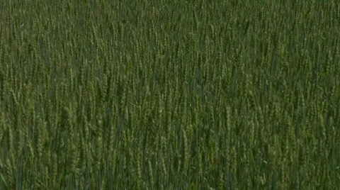 Weeds Blowing in Air Stock Footage 302968