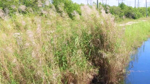 Weeds blowing in the wind on Biscayne Trail in Homestead, FL,  Shrubbery near Stock Footage 135202974