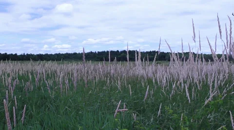 Weeds Blowing in Wind, Field Stock-Footage 33756748