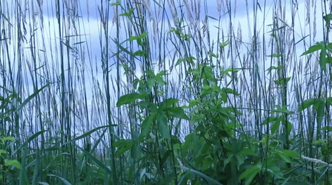 Weeds Blowing in Wind Stock-Footage 33756749