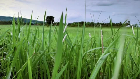 Weeds blowing in the wind Video stock 218747640