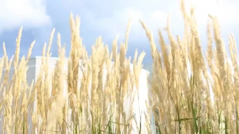 Weeds blowing in the wind Stock Footage 250575232