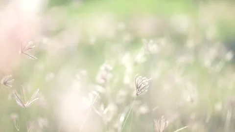 Weeds blowing in the wind on the meadow Stock Footage 260449363