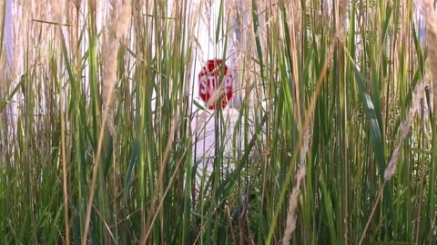 Weeds blowing in the wind with a stop sign in the back ground  Stock Footage 250574583