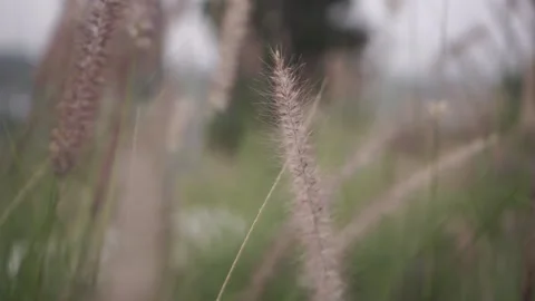 Weeds blown by the wind Stock-Footage 193900669