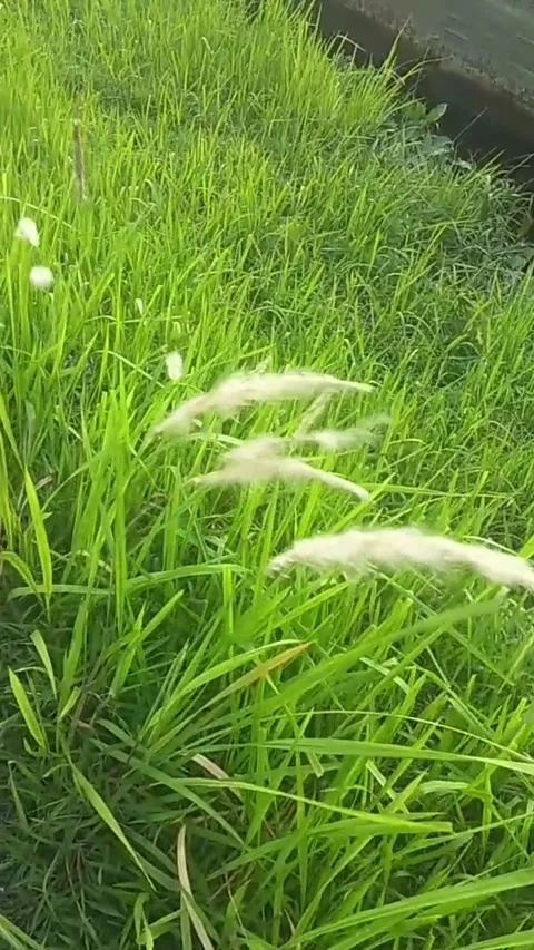 Weeds blown by the wind Stock Footage 221854091