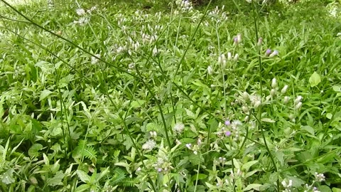 Weeds blown by the wind 動画素材 278343076