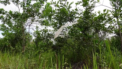 Weeds blown by the wind that grow along the side of the road Stock Footage 277437778