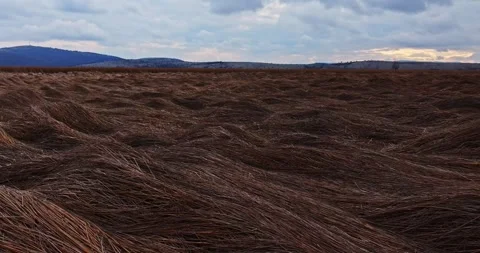 Weeds Broken Dried By Strong Wind Harsh Tundra Conditions Natural Symmetry 库存影片 300441424
