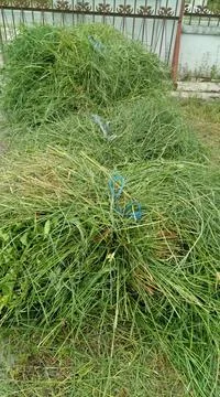 Weeds for cattle feed. Stock Photos