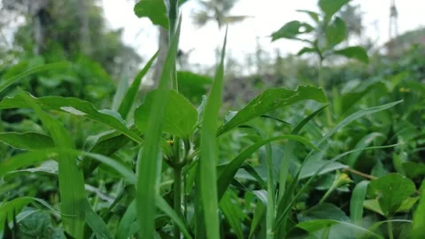 Weeds close up. Video stock 289198968