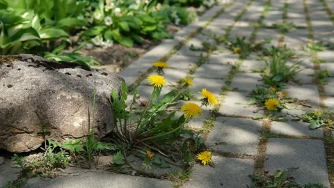The weeds on the cobblestone path sway in the wind. Stock Footage 154255959