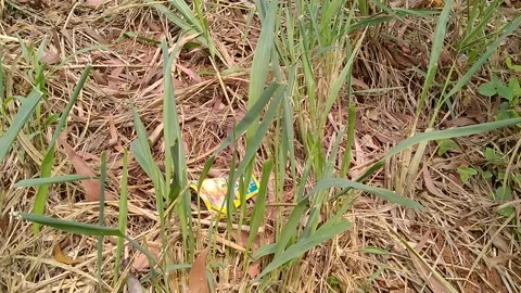 Weeds containing plastic waste Stock Footage 142246292