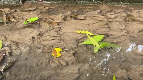 Weeds covered in mud Stock Footage 295623811