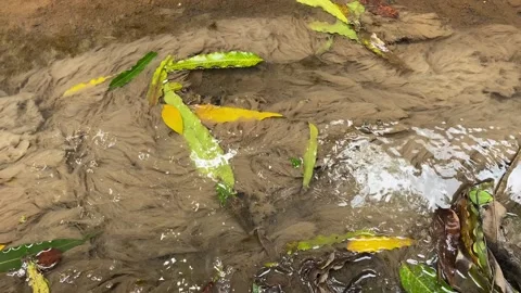 Weeds covered in mud Stock Footage 295624089