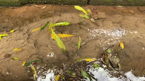 Weeds covered in mud Stock Footage 295624193