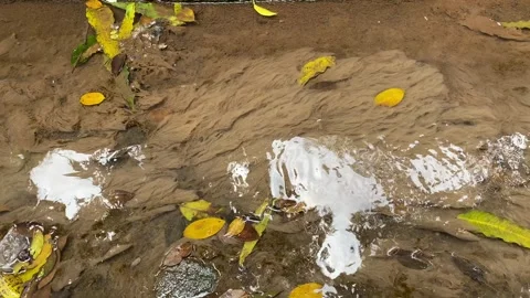 Weeds covered in mud Stock Footage 295624194