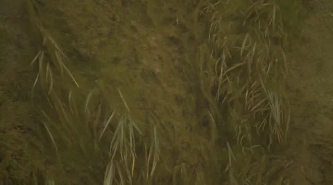 Weeds in a creek in Jasper Stock Footage