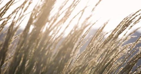 Weeds dancing in the sunlight - summer 2016 - 4k 스톡 동영상 67371433