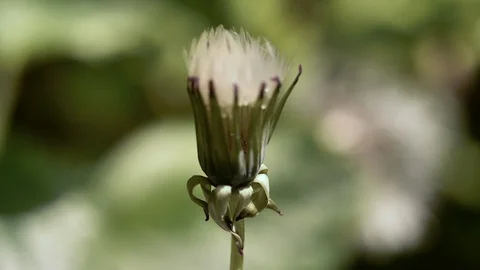 Weeds Dandelion Seed Timelapse Vídeos de archivo 87616809