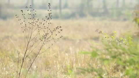 Weeds in the dry paddy field Stock Footage 48348311