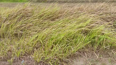 The weeds dry when blown by the wind Stock Footage 252179357