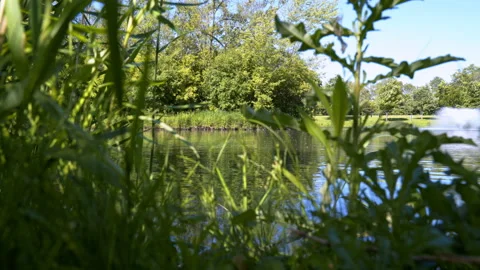Weeds On Edge Of Pond, 4K Apple ProRes Stock Footage 196464665