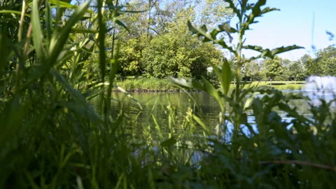 Weeds On Edge Of Pond, Dolly Back, 4K Apple ProRes Stock Footage 196466747
