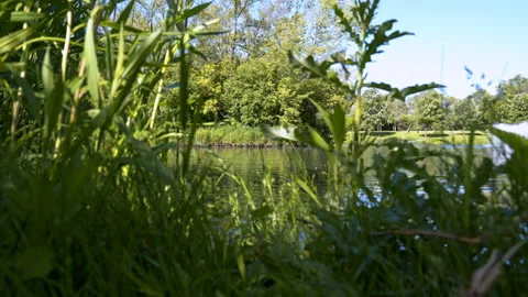 Weeds On Edge Of Pond, Dolly Forward, 4K Apple ProRes Stock Footage 196467540