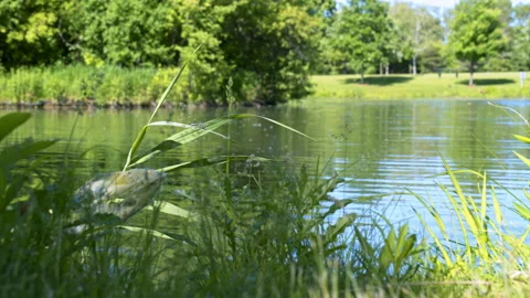 Weeds On Edge Of Pond With DragonFly, Medium, 4K Apple ProRes Stock Footage 196464949